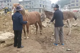 农村市场毛驴跟马交配下骡子，每交配一次成功40块，这个划算