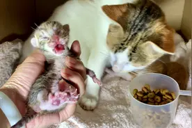 猫妈妈对我很信任，任由我抓它刚出生的小奶猫视频封面