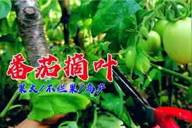 番茄要想果大高产？挂果期摘叶是关键，西红柿压满枝一棵顶好几棵