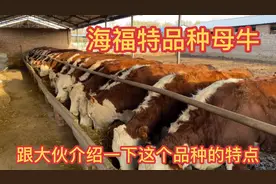 海福特进口母牛，大伙进来了解一下他的特点