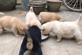 小土狗30天大了，第一次让它们吃饭，有点不习惯