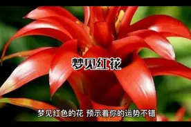 梦见红花解梦#梦的解析 #梦视频封面