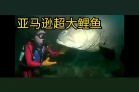 简直不敢相信自己的眼睛 亚马逊鲤鱼都有三米长！视频封面