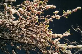 2023年倒春寒，河南三月桃花雪，雪下得不讲武徳！雷打雪，人吃铁视频封面