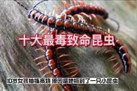 十大最毒致命昆虫视频封面