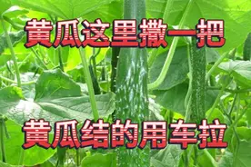 黄瓜地里撒一把，黄瓜多开花多挂果，结的黄瓜用车拉