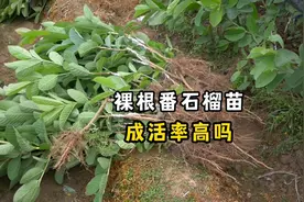裸根种植番石榴苗，很多人觉得成活率不高，这样做栽一棵活一棵视频封面
