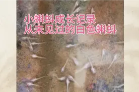小蝌蚪成长记录 从未见过的白色蝌蚪视频封面