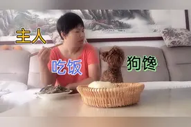 主人一吃饭，狗狗就馋，馋的好可怜，叫主人怎么办呢视频封面