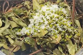 黄牛木火炭母,加一把绿豆,一把大米煲凉茶,客人叫我多煲点给他喝