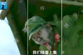 你看完不笑我给蚂蚁🐜带手套……