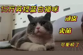 可爱的英短蓝白猫咪，虽然体重有15斤，但还是淘气啃辣妈的石榴树