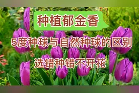 种植郁金香，搞清5度种球与自然种球的区别，选错种错不开花。