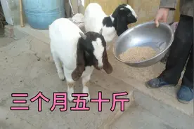 安徽宿州农村三个月小羊羔长到了50斤，吃飼料长的快！