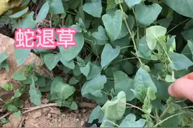 杠板归又称“蛇退草”，蛇缠腰的克星，它的三个用途很厉害