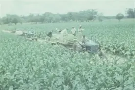 香烟怎样制作的，烟叶制作烟丝，然后制作烟精装制成