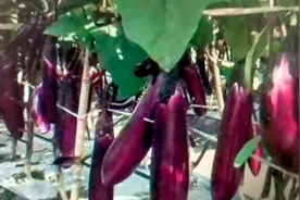 茄子、辣椒有虫子别打药，还是老方法好使，防虫防病又增产