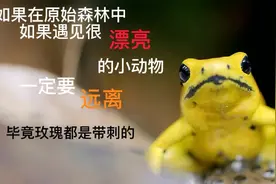 《神奇的动物》夏天小动物们也活跃了 看看这些动物你们认识吗视频封面