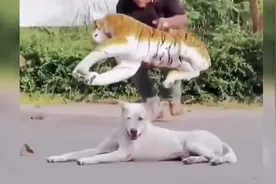 盘点：整蛊狗子的搞笑视频合集视频封面