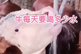 牛每天饮多少水合适？视频封面