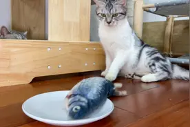 小猫第一次看见活蹦乱跳的鱼，吓得全身发抖，整个身体腾空弹飞视频封面