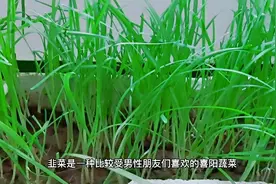 农村种韭菜根蛆重？巧用草木灰妙施肥，产量高质量好视频封面