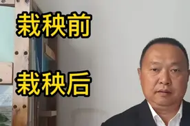 水稻底肥是栽秧前撒，还是栽秧后撒？弄清楚少麻烦