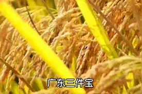 广东三件宝，生活中常见到，为什么称为宝？