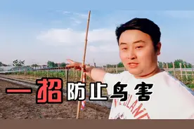在农村驱鸟啊神器，我们种植的玉米鸟害不断，这一招即可防止：视频封面