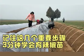 3分钟教会你育辣椒苗，记住这几个重要步骤，辣椒苗又壮又旺视频封面