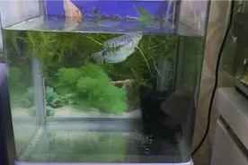 蓝曼龙和黄曼龙杂交，幼鱼什么样？尝试让亲鱼孵化鱼卵，带鱼苗