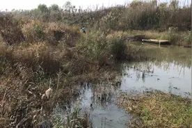 合肥市区免费野钓钓点位置分享！市区难得的免费钓点！大鲫鱼草鱼视频封面