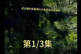 这头猪的体重堪比大象而且还会捕鱼