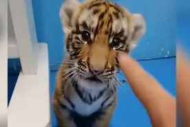 盘点全网最可爱的小猫咪，网友直呼想拥有，毛绒绒的太可爱了吧