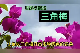 用绿枝嫁接三角梅，让单株三角梅开出多种颜色的花朵。视频封面