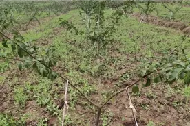 四川种植技术员，李子树这样拉枝，速度又快拉出树型又漂亮！视频封面