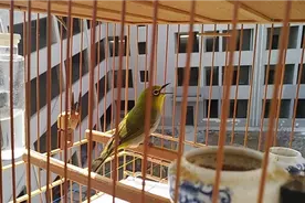 训练绣眼鸟大叫，可以托笼来几口了