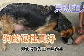 你出去打工1年2年 狗也能认出您是主人 原来它们还有这种辨别能力视频封面