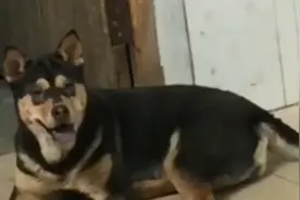 镇宅之宝——四眼狗种类介绍