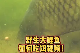 野生大鲤鱼到底有多精，高清水下吃饵视频告诉你！视频封面