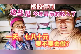 阿顺家橡胶树停割了，割胶农民没收入了，70元一天的活都抢着做