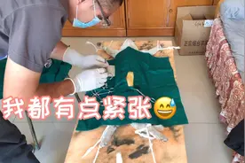 给5只猫猫做上门绝育，主人记录下手术全过程！