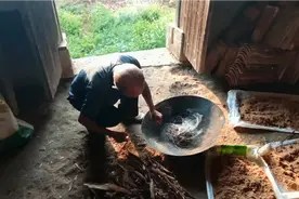 野猪，猪獾子糟蹋庄稼怎么办？看看山区农村人是如何驱赶它们的！