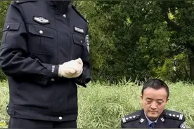 将虞美人带到罂粟现场来个超详细的对比，看完你们也能轻松区分视频封面