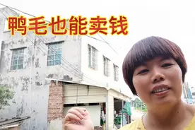 废品行：三袋鸭毛能卖上520元还不错吧视频封面