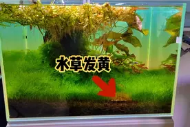 你遇到过这种水草发黄的情况吗？可能大多数人不知道怎么回事..！