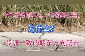 宁波今天甬江边上的螃蟹泛滥了，为什么都朝东边的方向爬去？