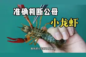 如何正确判断小龙虾公母的方法是这样的