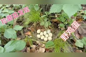 你见过野鸡蛋吗？林区大叔发现一窝野鸡蛋两天后再看孵化出小鸡没视频封面