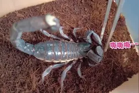 蝎子！毒性如何？褪皮全过程，蝎子科普视频封面